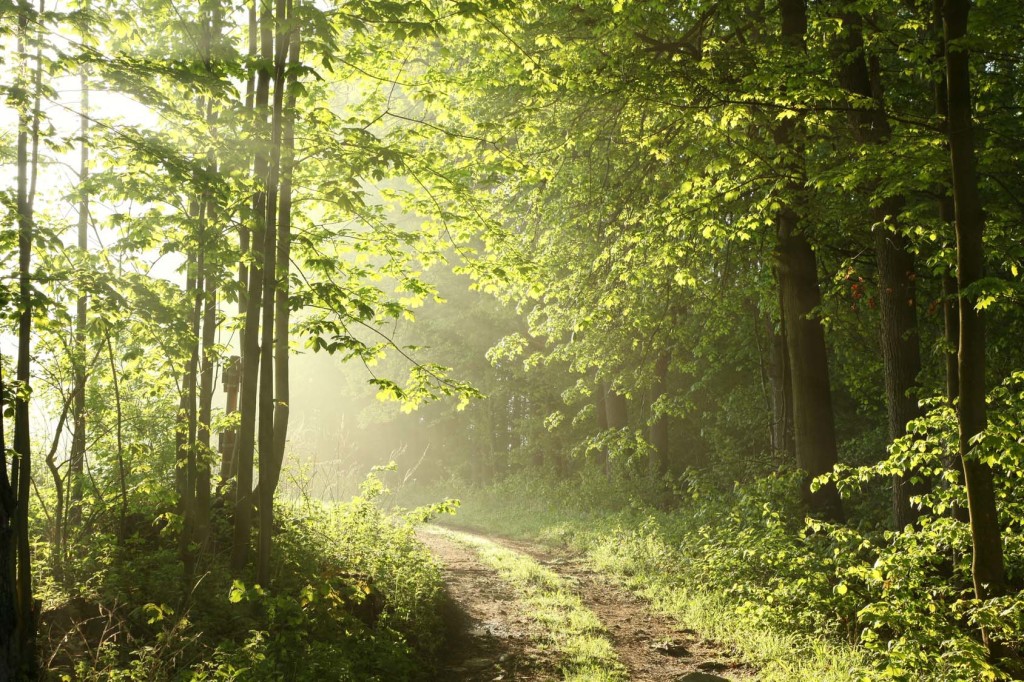 Forest path on a sunny May morning